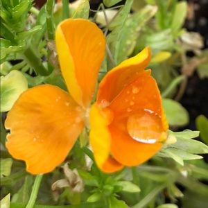 Meet your Posher, Melisa